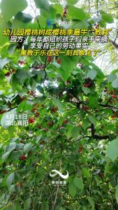 幼儿园樱桃树成寓教于乐的最牛“教具”