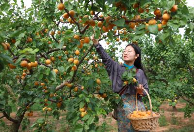 湖北襄阳：杏子满枝头 采摘引客来 