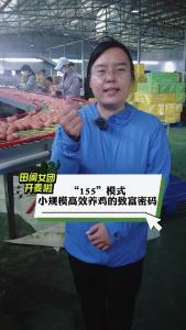 “155”模式--小规模高效养鸡的致富密码