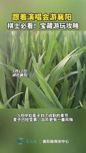 跟着演唱会游襄阳，棋士必看！宝藏游玩攻略