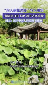 “误入藕花深处”写入现实，襄阳夏日打卡地超有古风意境