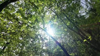 保康：开展“清网行动”  保护野生动物