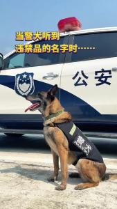当警犬听到违禁品名字时……