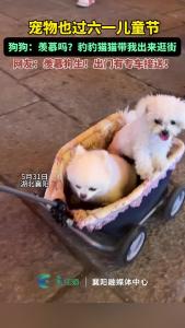 宠物也过六一儿童节，狗狗：羡慕吗？