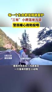 小麂落单沟渠，保康警民暖心救助