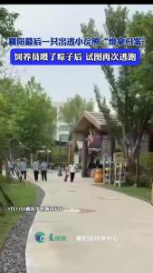 襄阳最后一只出逃小浣熊“缉拿归案”