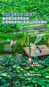襄阳夏日赏荷季到来，还有哪些赏荷打卡地？