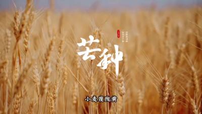 在芒种的忙中，守一份心闲自在