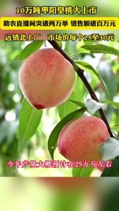 30元一个的桃子长啥样？枣阳皇桃热销北上广！直播间卖爆了！