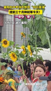 襄阳四中考场外惊现“向日葵海”，提前三个月种就等今天！一举夺“葵”！