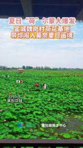 宜城魏岗村夏日“荷”尔蒙大爆发