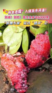 “粉色恶魔”入侵我市河道！“拆螺专家”花式“团灭”它！