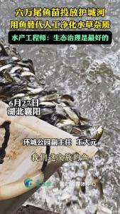 6万尾鱼苗“上岗”，襄阳护城河水更清！