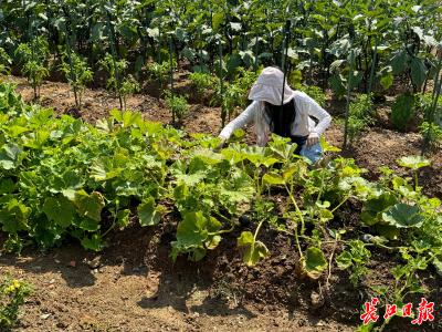 武监高速旁“长”出共享田园 