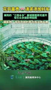 花开富贵🪷请求添加好友。襄阳的“江南水乡”襄城荟园荷花盛开，吸引众多摄影师拍照。