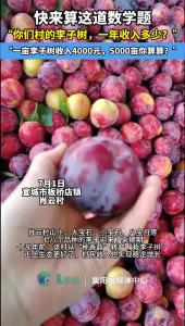快来解这道数学题。板桥店镇肖云村五千亩李子树正值采摘期，年收入可达两千万。