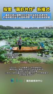 高新区团山镇黄庄社区探索“藕虾共作”新模式