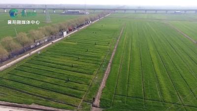 【大力实施“两资三能”工程】湖北22条举措！支持襄阳创建国家农高区