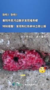 别吃！别吃！襄阳市民河边散步发现福寿螺，特别提醒！发现粉红色卵块立即上报！