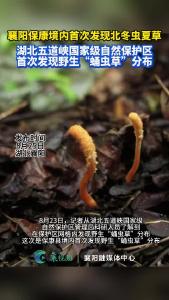 襄阳保康境内首次发现北冬虫夏草