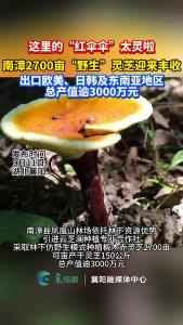 南漳2700亩“野生”灵芝迎来丰收