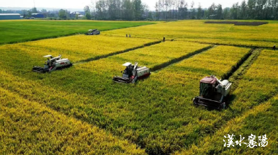 从夏收到秋收：襄阳绘就“生万物”的丰收画卷