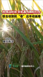 襄阳南漳：抢晴战秋收 农机轰鸣颗粒归仓