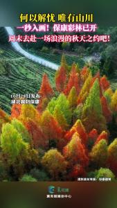 何以解忧，唯有山川！保康官山世外茶源彩林已开，让你一秒入画！