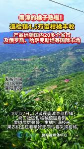 甜蜜来袭！巡检镇万亩柑橘丰收