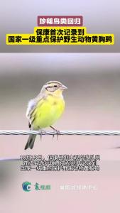 珍稀鸟类回归，保康首次记录到国家一级重点保护野生动物黄胸鹀