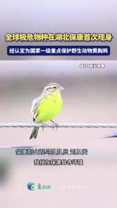 全球极危物种在湖北保康首次现身