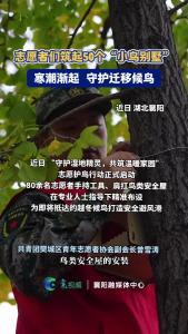 志愿者们筑起50个“小鸟别墅”