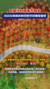 百亩杉林美不胜收，3000余株杉树双色交织美成壁画