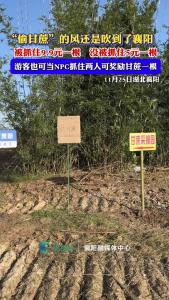 “偷甘蔗”的风还是吹到了襄阳