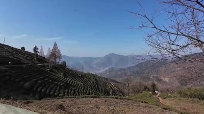 保康成功救助放归一只国家二级保护动物凤头鹰