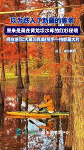 以为跌入了新疆的美景，原来是藏在黄龙坝水库的红杉秘境