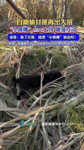 自助偷甘蔗再出大招！