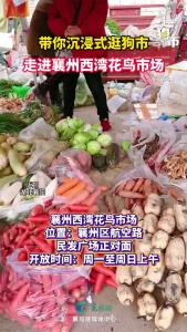 带你沉浸式逛狗市 ！一起走进襄州西湾花鸟市场 