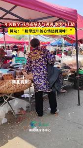 走，赶集去！年关将至，襄阳花鸟市场人气满满 烟火气十足！