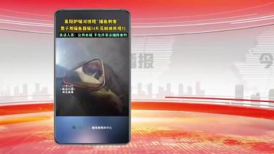 襄阳护城河惊现“捕鱼刺客”