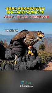 保康热心市民成功救助并放归一只国家二级保护动物凤头鹰