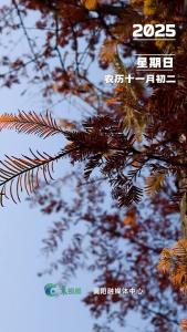 早啊，今天是12月21日！分享一个可爱的顶级心态：你淡淡的，就顺顺的！