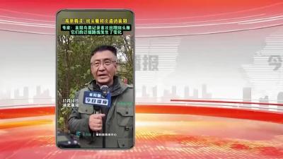 网络热点：“高原精灵”斑头雁初次造访襄阳
