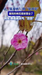 人“乱穿衣” ，树“乱开花”