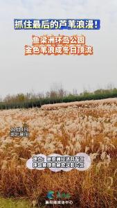 抓住最后的芦苇浪漫！鱼梁洲环岛公园金色苇浪成冬日顶流