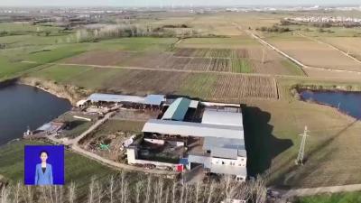 “枣北牛”成功入选国家级畜禽遗传资源保护名录