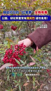 随处可见的“红果果”全株有毒