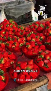 沉浸式打卡樊城区大石桥花鸟市场