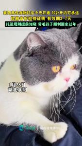 襄阳高铁宠物托运今开通！毛孩子 20公斤内可承运，托运规则提前知晓 