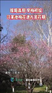 习家池梅花进入赏花期